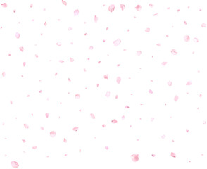 Beautiful delicate sakura petals.