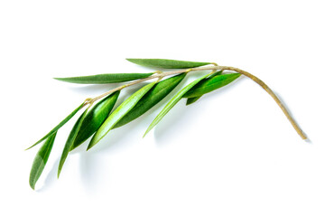 Olive tree branch with green leaves, isolated on a white background. Mediterranean plant, symbol of peace