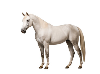 Obraz na płótnie Canvas White horse isolated on transparent white background