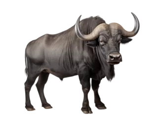 Fotobehang Buffel African buffalo isolated on transparent white background