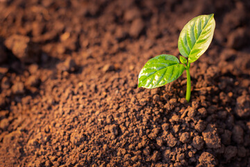 Young Plant Growing from the fertile soil to the morning sunlight - obrazy, fototapety, plakaty