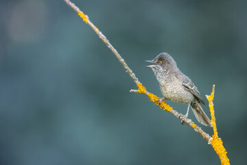 barred warbler - migratory passerine singing bird Sylvia nisoria sitting on branch, male - Poland, Europe