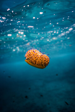 An orange sea ​​anemone floating in the ocean water