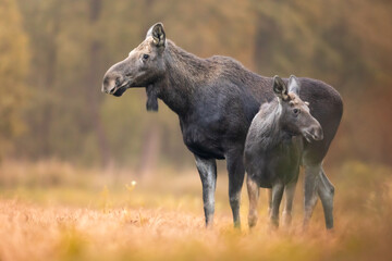 Mammals female Elk Moose ( Alces alces ) with cub North part of Poland, Europe