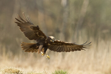 Flying Birds of prey Marsh harrier Circus aeruginosus, hunting time Poland Europe