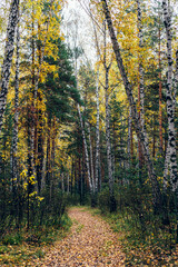 Autumn forest with yellow birches and pines