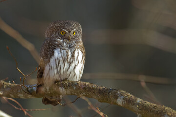 Pygmy owl Glaucidium passerinum little owl natural dark forest north parts of Poland Europe