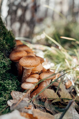 Honey mushrooms grow in the forest during autumn months