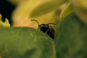 Details of a red and black insect on a green leaf