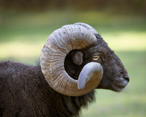 Close up head shot of brown ouessant sheep with large horns