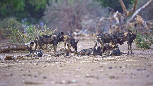 pack of African wild dog