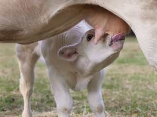 Calf drinking milk from udder of cow