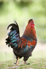 Rooster free on grass isolated on blurred background
