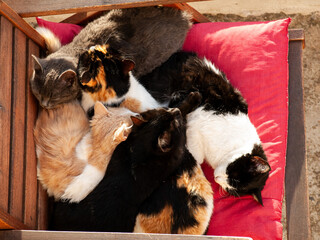 Cat and kittens wild cute pets