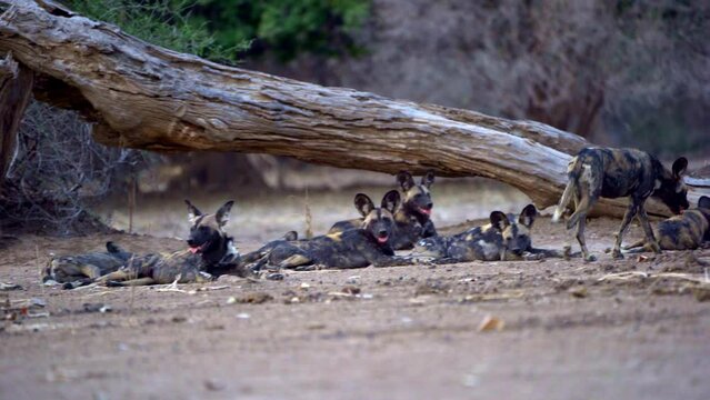 pack of African wild dog