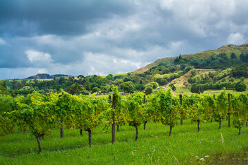 Fototapeta na wymiar Rows of lush green grapevines in the foothills under stormy sky. White grapes ripening in a vineyard. Gisborne region, New Zealand