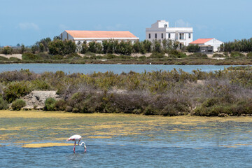 View of the wetlands of the Delta del Ebro with a pink flamingo and the MónNatura Delta de l'Ebre...
