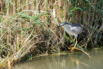 Black-crowned Night Heron (Nycticorax nycticorax) in a Delta del Ebro Natural park. Spain.
