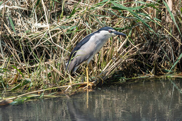 Black-crowned Night Heron (Nycticorax nycticorax) in a Delta del Ebro Natural park. Spain.