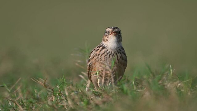 Eurasian skylark Singing in morning
