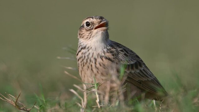 Eurasian skylark Singing in morning