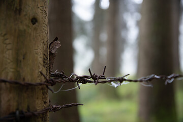 Barbed wire close up
