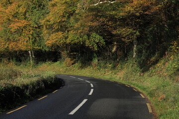 Fototapeta premium Bend in road bordered by trees with leaves in autumnal colours. County Leitrim, Ireland