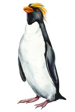 Watercolor penguin isolated on white background. Hand drawn penguin illustration. Cute bird