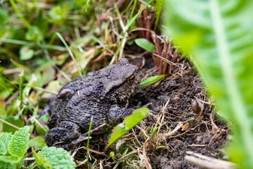 toad on the grass. frog with babies.