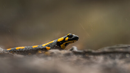 Feuersalamander (Salamandra salamandra) - obrazy, fototapety, plakaty