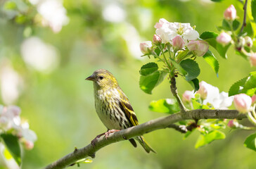 Little bird sitting on branch of blossom apple tree. The Eurasian Siskin