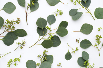 Fototapeta na wymiar Eucalyptus leaves on white background. Green leaf branches.