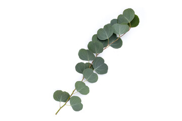 Green leaves of eucalyptus on white