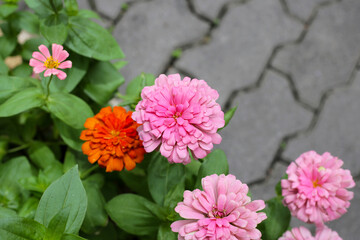 Fototapeta premium Colorful zinnia flowers blooming in the garden
