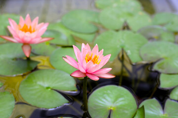 Beautiful waterlily or lotus flower with green leaves