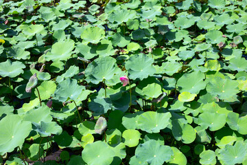 Beautiful green leaves of lotus flower in pond