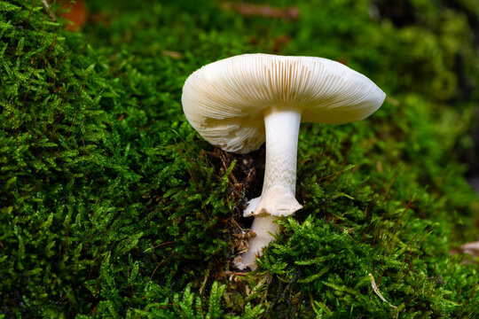 False death cap or citron amanita (Amanita citrin) is a basidiomycotic mushroom with pale yellow white cap, stem, ring, volva and gills. Inedible fungus from below in a forest in Sauerland, Germany.