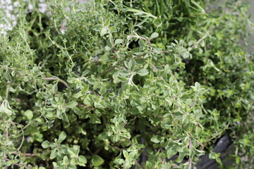 Fresh herbs in the garden