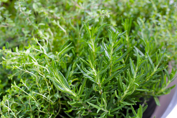 Fresh herbs in the garden