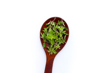 Fresh oregano on white background.