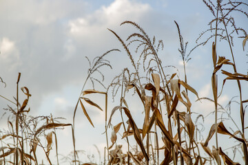 Tops of corn against the sky. Autumn dry corn. The beauty of autumn and nature at this time of year. Autumn harvest.