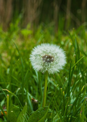 dandelions on a background of grass. the wind carries dandelion seeds