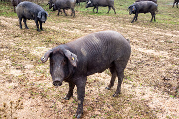 Iberian pig in its element: Life on the farm.