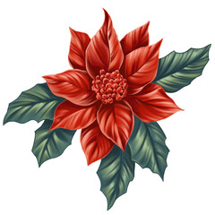 Red Christmas  flower isolated