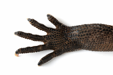 The front foot of Indonesian Giant Sailfin Dragon (Hydrosaurus microlophus). The species native to south Sulawesi Indonesia. It is the heaviest and longest species of sailfin lizard.