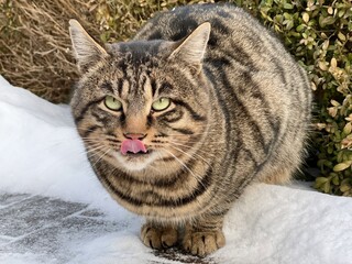 Tabby cat sits in snow.
