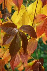 autumn leaves background