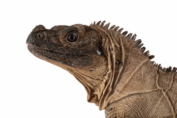 The closeup head of Indonesian Giant Sailfin Dragon (Hydrosaurus microlophus). The species is native to south Sulawesi Indonesia. It is the heaviest and longest species of sailfin lizard.