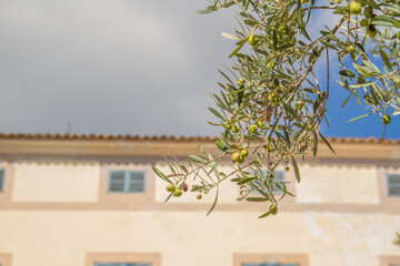 Branches of an olive tree with olives at Artá, Mallorca island, Spain