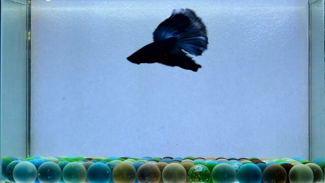 Betta fish Fancy Blue Devil Halfmoon long tail from Thailand, Siamese fighting fish on isolated Blue background.